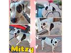 Mitzy, American Pit Bull Terrier For Adoption In Mesa, Arizona