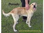 Dorado, Irish Terrier For Adoption In Mission, Texas