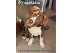Macchiato, American Staffordshire Terrier For Adoption In Mission, Texas