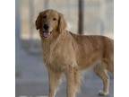 Faith, Golden Retriever For Adoption In Louisville, Kentucky