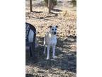 Bella, Labrador Retriever For Adoption In The Dalles, Oregon