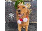 Harper, Golden Retriever For Adoption In Louisville, Kentucky