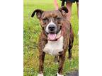 Lena, American Pit Bull Terrier For Adoption In Dalton, Georgia