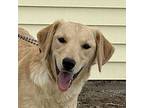 Petunia, Golden Retriever For Adoption In Greeley, Colorado