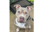 Debo, Staffordshire Bull Terrier For Adoption In Browns Mills, New Jersey