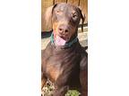 Raylan, Doberman Pinscher For Adoption In Crump, Tennessee