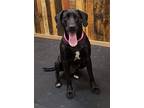 Peppa, Labrador Retriever For Adoption In Thomasville, North Carolina