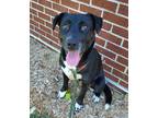 Adopt Nessa a Labrador Retriever