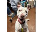 Bernadette, American Pit Bull Terrier For Adoption In Euclid, Ohio