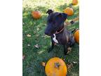 Benson, American Staffordshire Terrier For Adoption In Thomasville