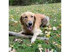 Maybellene, Golden Retriever For Adoption In Louisville, Kentucky