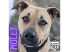 Adopt Molly a Shepherd, Pit Bull Terrier
