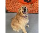 Penny, Golden Retriever For Adoption In Louisville, Kentucky