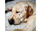 Marley, Labrador Retriever For Adoption In Louisville, Kentucky