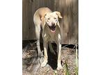 Mayo, Labrador Retriever For Adoption In St. Petersburg, Florida