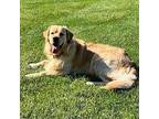 Griffy, Golden Retriever For Adoption In Louisville, Kentucky