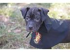 Neville, American Pit Bull Terrier For Adoption In Topeka, Kansas