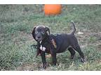Ron, American Pit Bull Terrier For Adoption In Topeka, Kansas