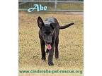 Abe, Labrador Retriever For Adoption In Mission, Texas