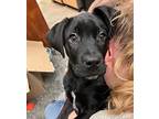 Mr. Belvedere, Labrador Retriever For Adoption In Neosho, Missouri