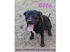Elle, Staffordshire Bull Terrier For Adoption In Mission, Texas