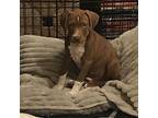 Cody Pup, Lakeland Terrier For Adoption In Seguin, Texas