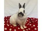 Minnie, Netherland Dwarf For Adoption In Lakeville, Minnesota