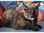 Rose Quartz, Domestic Shorthair For Adoption In Encinitas, California