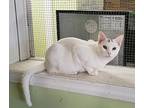 Abby, Domestic Shorthair For Adoption In Scottsburg, Indiana