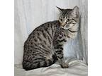 Kristoff, Domestic Shorthair For Adoption In Long Beach, Mississippi