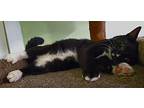 Sam, Domestic Shorthair For Adoption In Scottsburg, Indiana