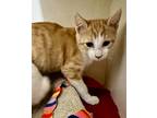Gator In Foster, Domestic Shorthair For Adoption In New Orleans, Louisiana