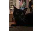 Mallory (declawed) In Foster, Domestic Shorthair For Adoption In New Orleans