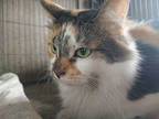 Courtney, Calico For Adoption In Fair Oaks, Indiana