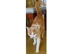 Drew, Domestic Shorthair For Adoption In Scottsburg, Indiana