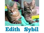 Sybil, Domestic Mediumhair For Adoption In Encinitas, California