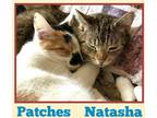 Natasha, Domestic Shorthair For Adoption In Encinitas, California
