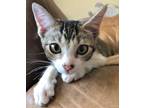 Sweet Pea, Domestic Shorthair For Adoption In Encinitas, California