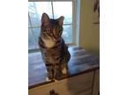 Ivar, Domestic Shorthair For Adoption In Greenville, South Carolina