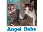 Babe, Domestic Shorthair For Adoption In Encinitas, California