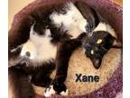 Xane, Domestic Shorthair For Adoption In Encinitas, California