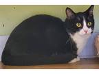 Stewie, Domestic Shorthair For Adoption In Scottsburg, Indiana