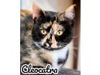Cleocatra, Domestic Shorthair For Adoption In Encinitas, California