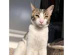 Toby, Domestic Shorthair For Adoption In Mansfield, Texas