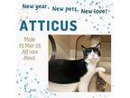 Atticus, Domestic Shorthair For Adoption In Dalzell, South Carolina