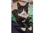 Angy (unsocial), Domestic Shorthair For Adoption In San Marcos, Texas