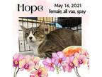 Hope, Domestic Shorthair For Adoption In Dalzell, South Carolina