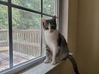 Luna L., Domestic Shorthair For Adoption In Greenville, South Carolina