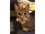 Buffy (le), Domestic Shorthair For Adoption In Little Falls, New Jersey