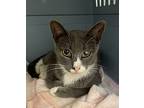 Kona (le), Domestic Shorthair For Adoption In Little Falls, New Jersey